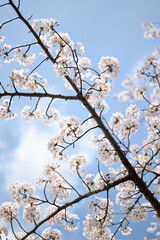 cherry tree blossom