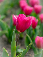 pink tulips in garden