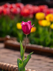 tulips