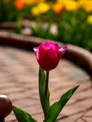 tulips in the garden