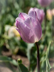 pink tulip in the garden