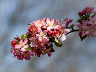pink cherry blossoms