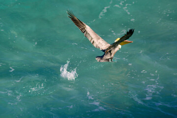 pelican in flight