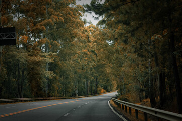 Fototapeta premium road in autumn forest