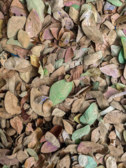 dry leaves that fall on the ground