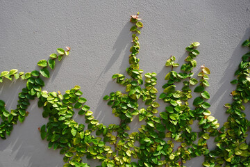 Wall with creeping fig plants. Creeping fig or climbing fig (Ficus pumila) is a species of flowering plant in the mulberry family, native to East Asia
