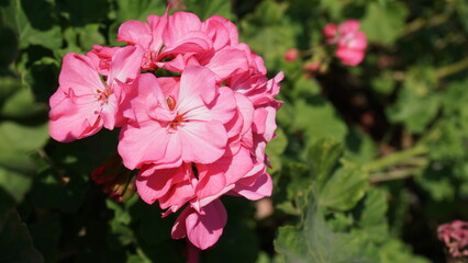 Pink flowers with green background 