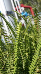 The sword fern, also known as Polystichum munitum, is a popular and versatile plant species valued for its striking appearance and resilience in various garden settings. 