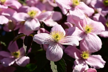 Cherry blossoms in spring, Victoria, BC, Canada