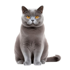 handsome adult solid blue male british shorthair cat isolated on white background