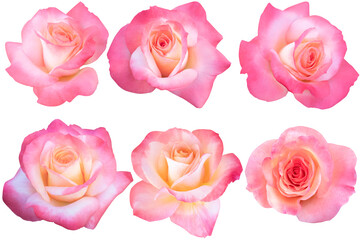 White, pink and orange roses heads blooming isolated on white background.Photo with clipping path.