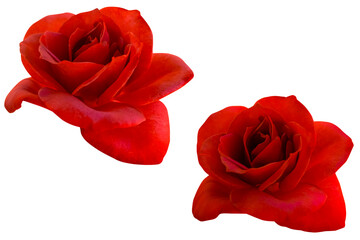 Big two dark red rose blooming isolated on white background.Photo with clipping path.