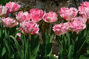 Tulip season in Victoria, BC, Canada