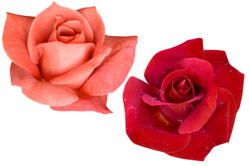 Drop of water on orange and red rose heads blooming isolated on white background.Photo with clipping path.