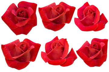 Drop water on six dark red rose heads blooming isolated on white background.Photo with clipping path.