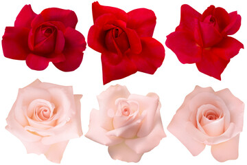 Three dark red and three soft pink rose heads blooming isolated on white background.Photo with clipping path.