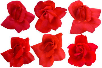 Beautiful collection red roses isolated on white background.Photo with clipping path.