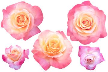 Five orange-pink roses isolated on white background.Photo with clipping path.