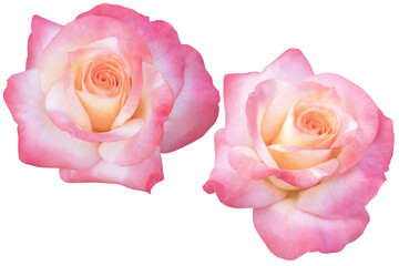 Two pink-orange rose heads blooming isolated on white background.Photo with clipping path.