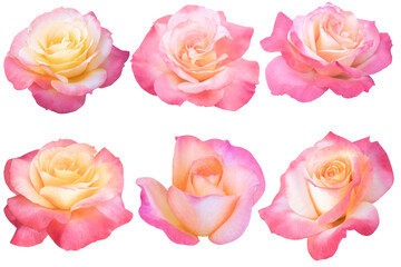 Pink, yellow and white roses heads blooming isolated on white background.Photo with clipping path.