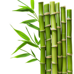 Fototapeta na wymiar green bamboo sticks isolated on white background