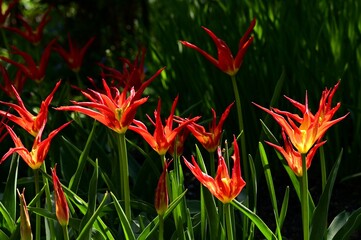 Tulips in the gardens of Victoria, BC, Canada