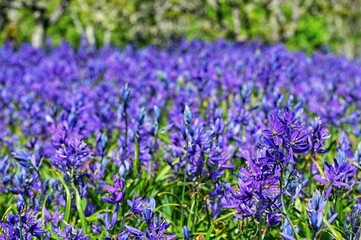 Camas flowers in the parks of Victoria, Canada