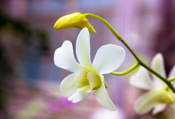 Gorgeous white orchid flower on a long stem against a blurry purple-pink floral background. A...