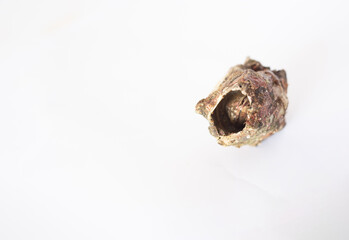 isolated picoroco on a white background