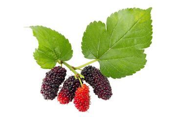 Fresh mulberries fruits with leaves almost ripe on white background.