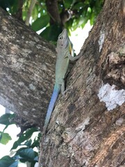lizard on a tree