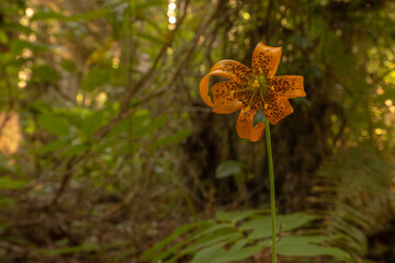 Speckled Orange Petals of Tiger Lily Blossom