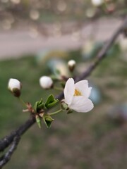 blooming tree