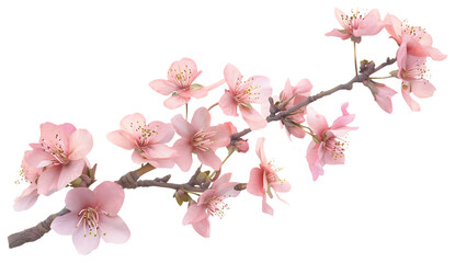 Beautiful pink cherry blossoms on a branch against a white background