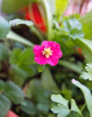 Fototapeta premium Strawberry plant with pink red flowers, Fragaria vesca, medicinal and ornamental plant with edible fruits