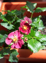 Strawberry plant with  pink red flowers, Fragaria vesca, medicinal and ornamental plant with edible fruits