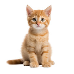 isolated shot of a ginger kitten sitting in front of a white background