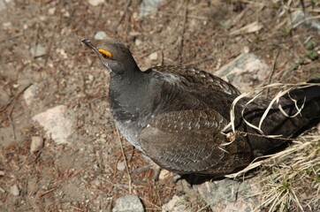 Male Dusky Grouse (Dendragapus obscurus) wild bird on the ground in Beartooth Mountains, Montana