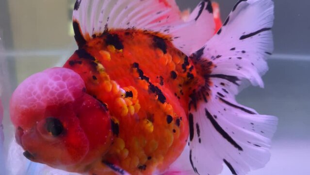 Marvel at the vibrant beauty of an Oranda goldfish, a true underwater gem with its colorful hood and flowing fins.