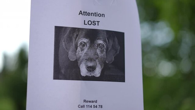 Close-up of a paper notice on a pole about a missing dog with a phone number