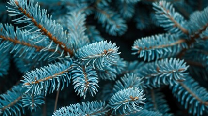 Naklejka na ściany i meble Close-up of Blue Pine Tree Needles