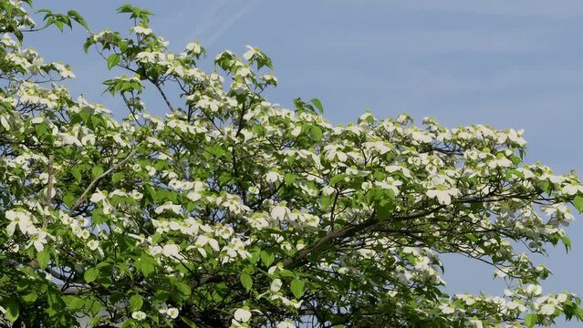 Tokyo, Japan - April 26, 2024: Flowers of flowering dogwood on blue sky background