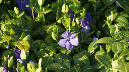 Vinca minor forms dense mats of trailing stems that root at nodes, creating a carpet-like effect in garden beds, slopes, or beneath trees. The glossy, dark green leaves are elliptical and arranged
