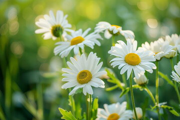 Fototapeta premium Copy-space of white daisy flowers, a picturesque canvas inviting admiration for the simplicity and elegance of nature's floral marvels