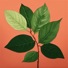 Obraz premium a caladium leaf, leaf green
