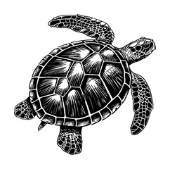 Fototapeta premium sea turtle engraving black and white outline