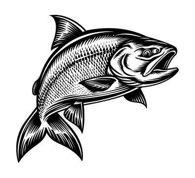recommend clip art: salmon engraving black and white outline