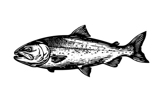 recommend clip art: salmon engraving black and white outline