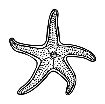 recommend clip art: starfish engraving black and white outline