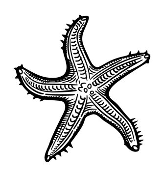 recommend clip art: starfish engraving black and white outline